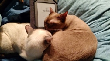I love this book so much I gave it to my cats to cuddle, which would have made a more impressive visual if I hadn't gotten the kindle version.